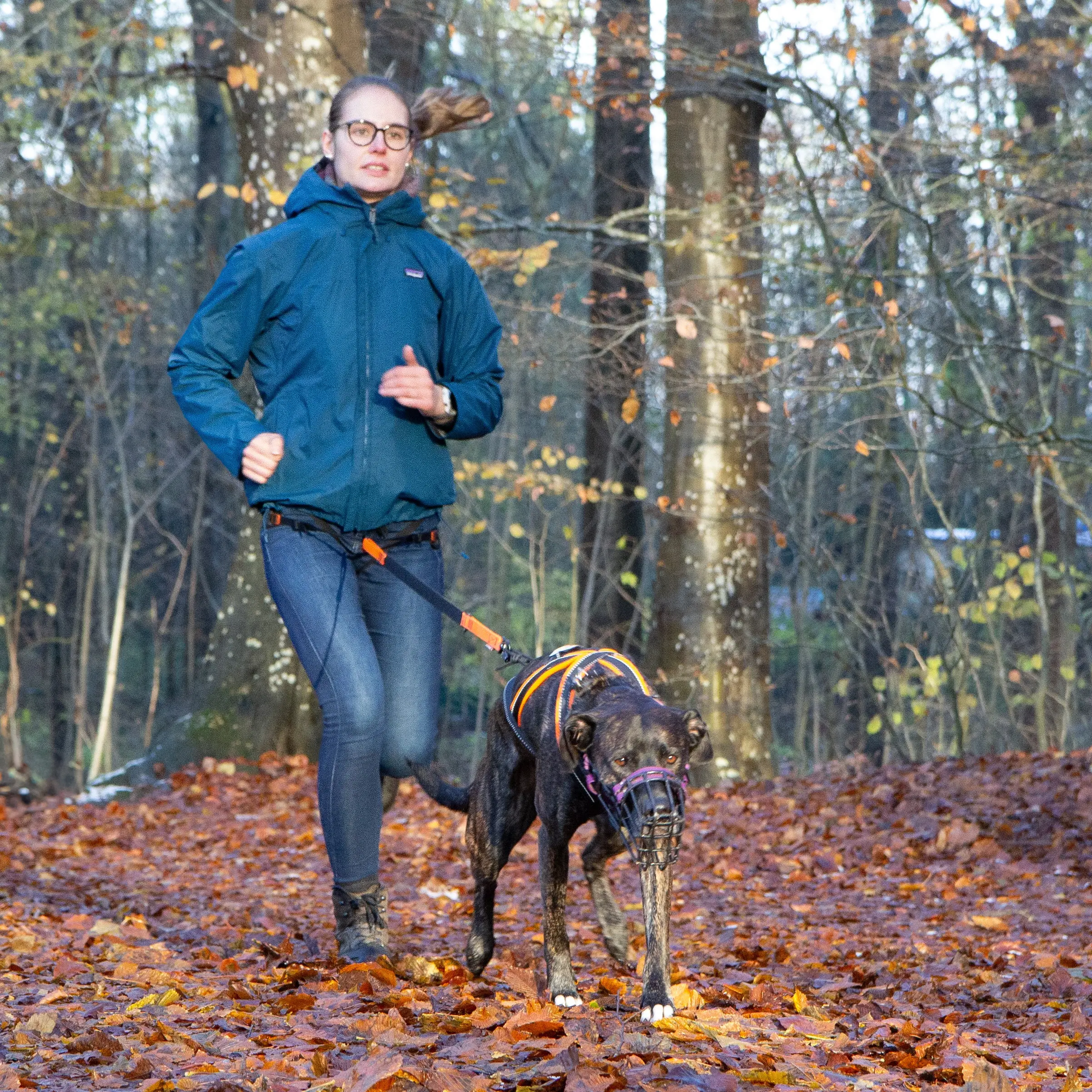 Eine Frau macht Canicross mit ihrem dunklen Hund im herbstlichen Wald