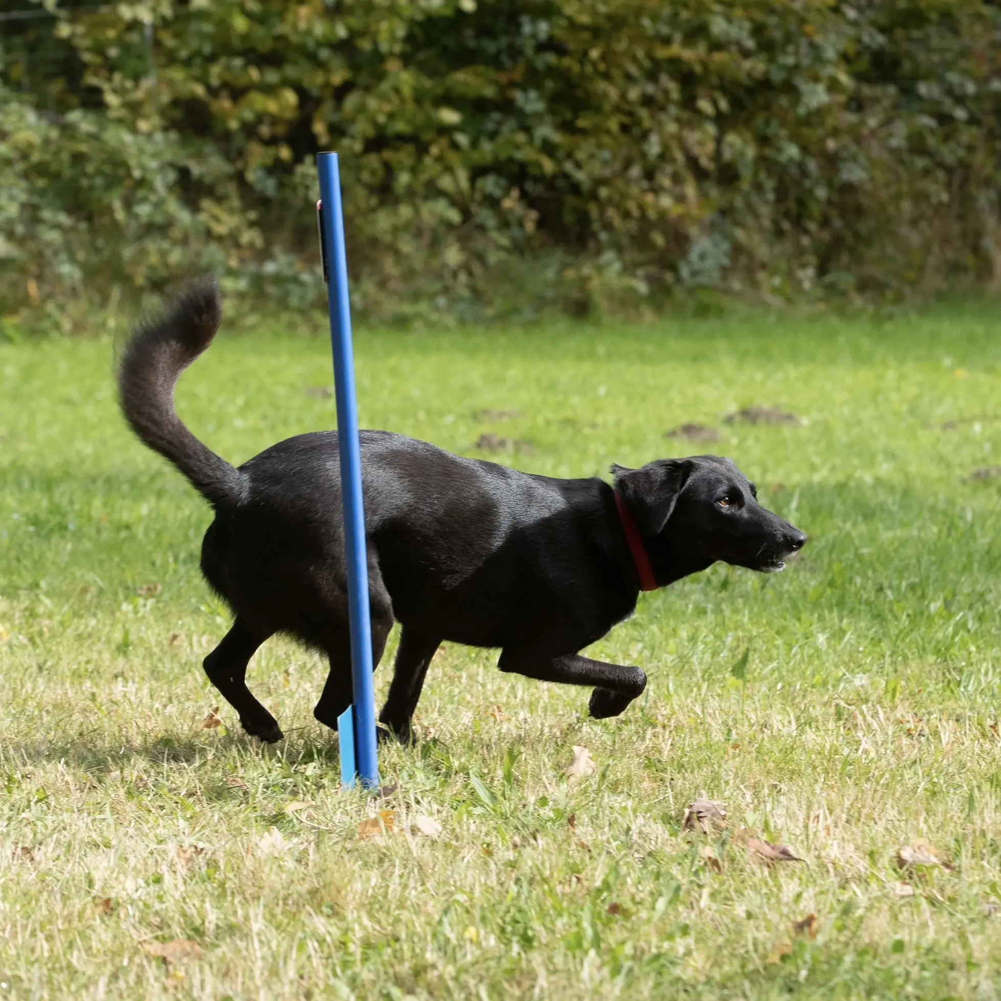 Ein schwarzer Hund umrundet eine Stange mit Fähnchen