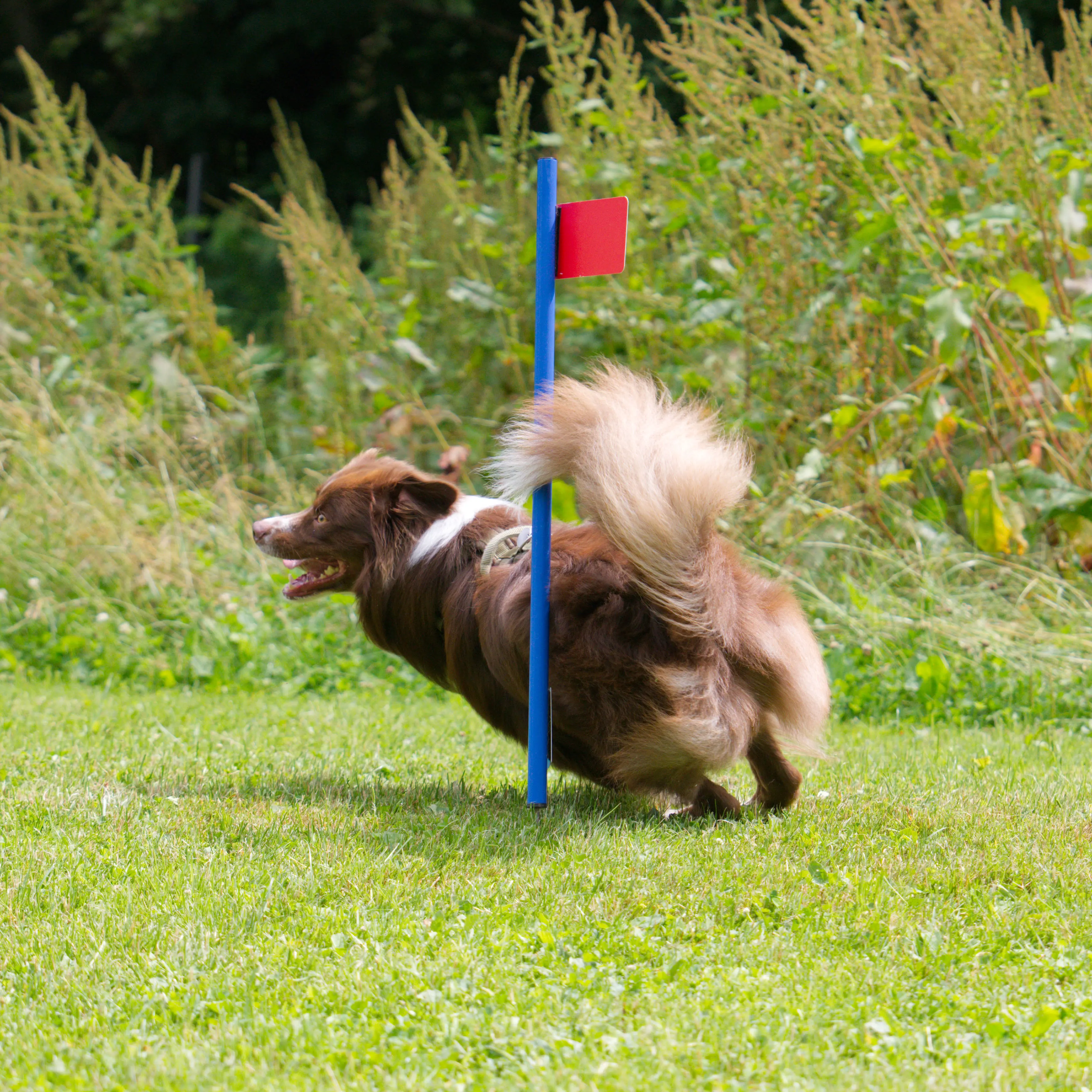 Ein Australian Shepherd umrundet eine Stange mit Fähnchen
