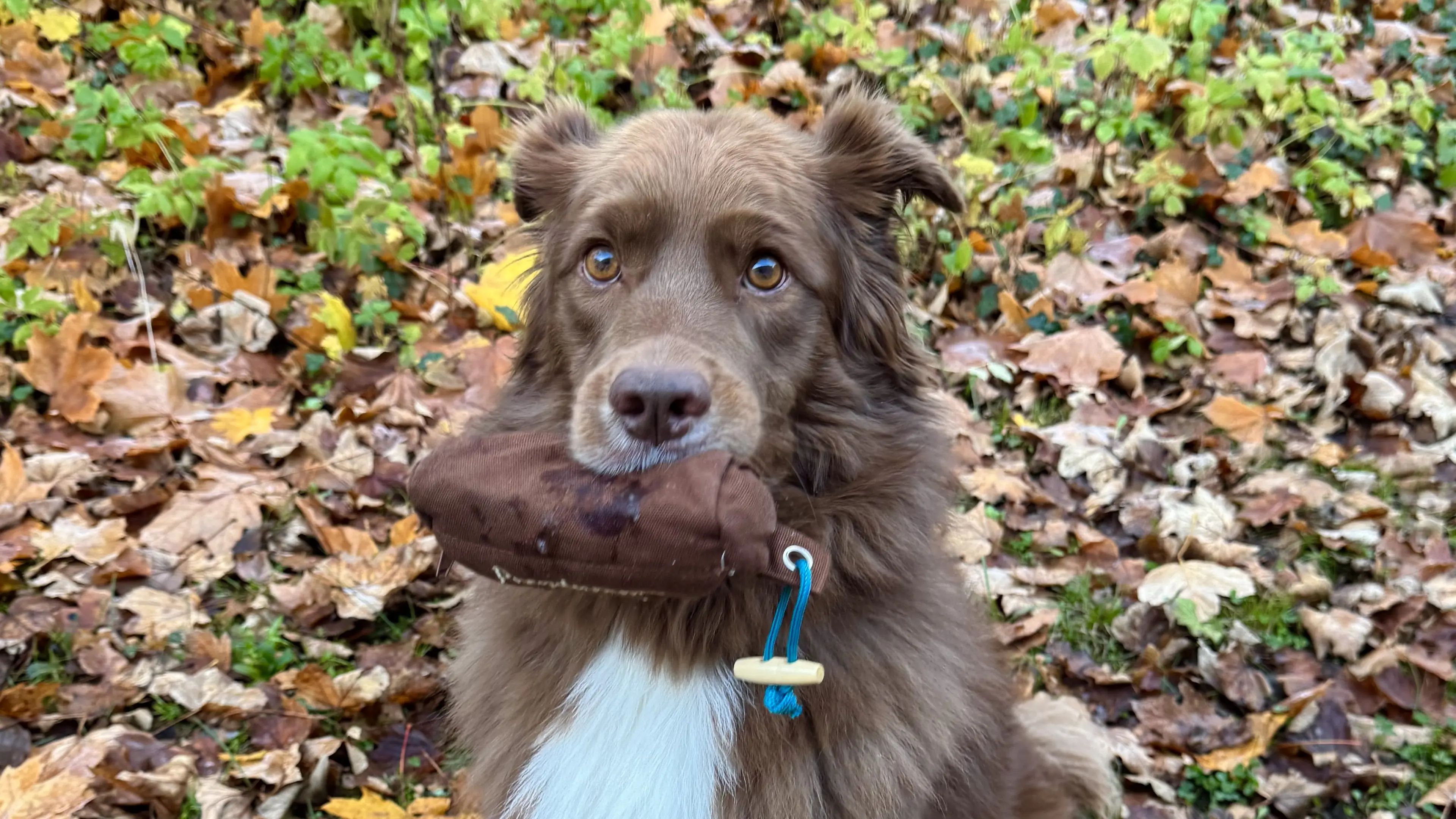 Ein brauner Australian Shepherd hält einen Futterdummy im Fang