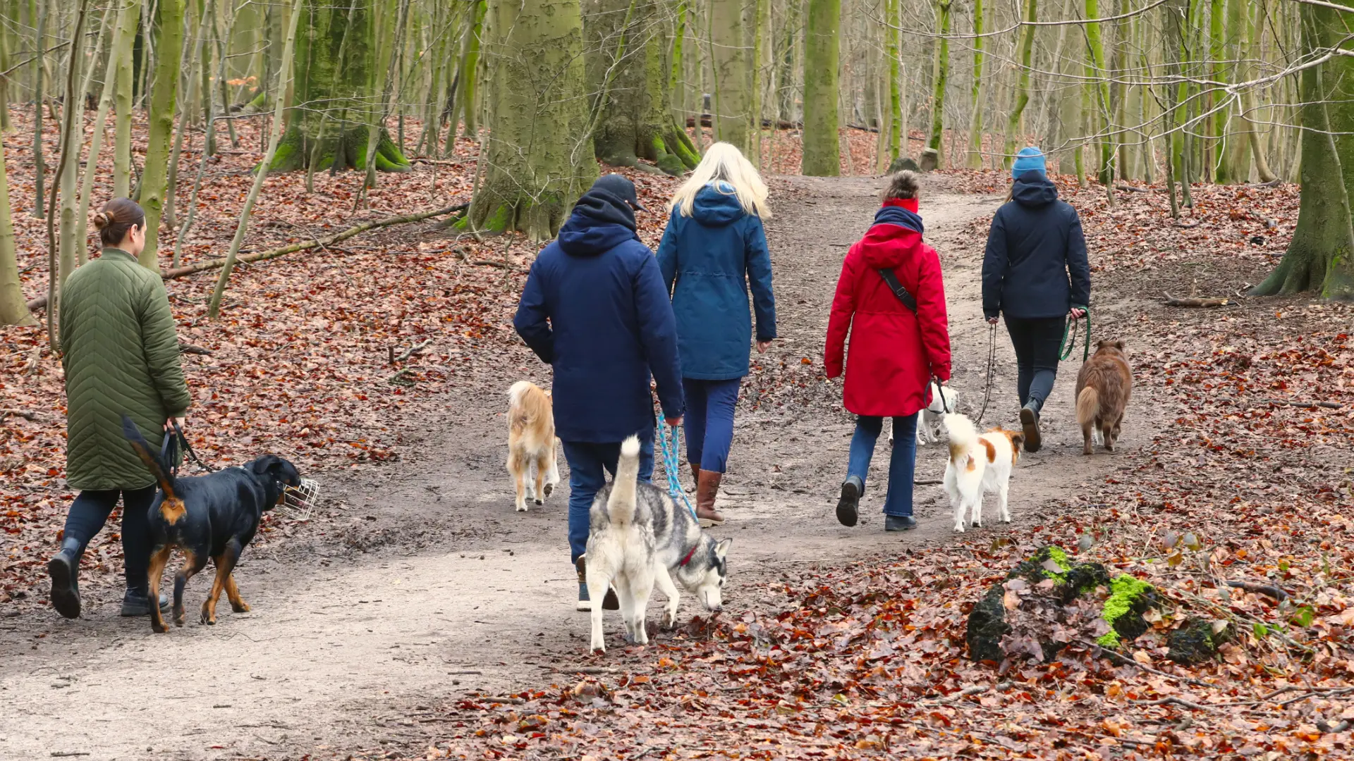 Zwei Menschen, deren Köpfe man nicht sieht, gehen mit einem Kinderwagen und einem Schäferhund an der Leine spazieren