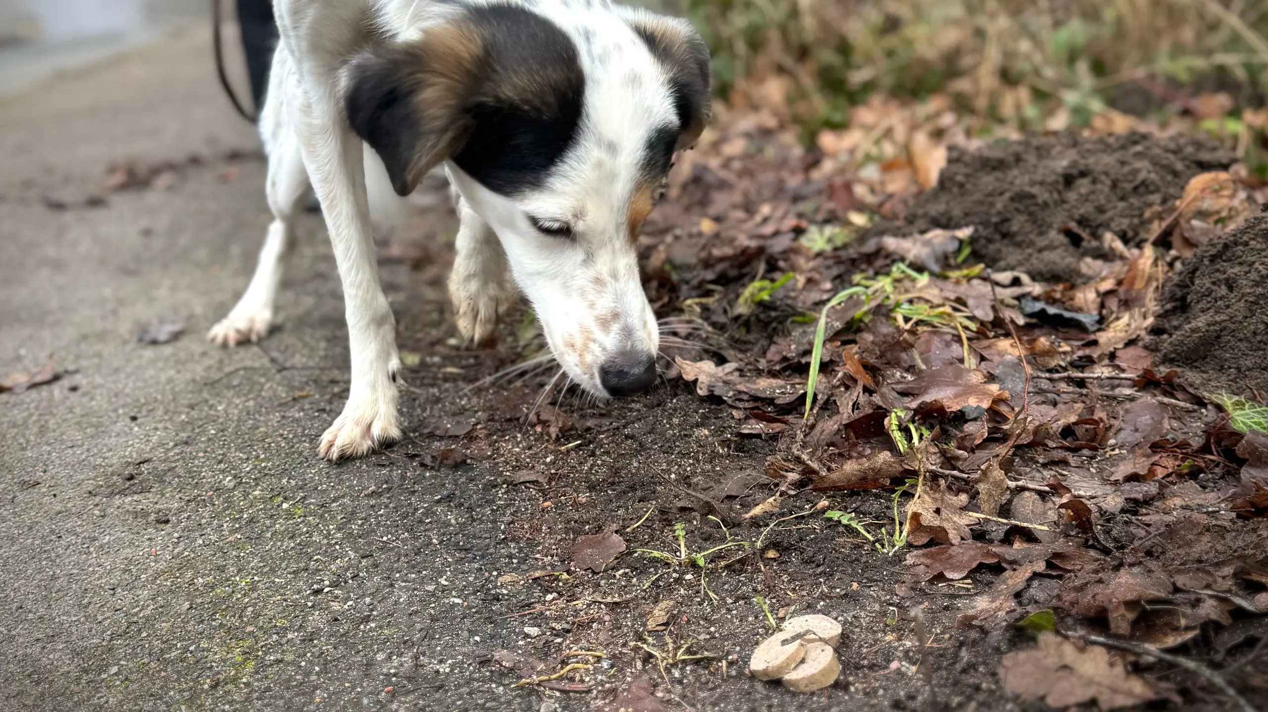 Ein weißer Hund mit dunklen Ohren schnuppert am Wegesrand, an dem vor ihm ein paar Scheiben Wurst liegen.
