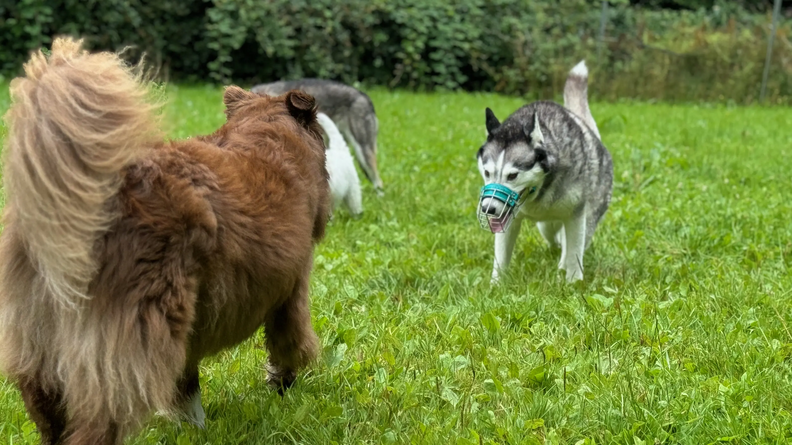 Zwei Menschen, deren Köpfe man nicht sieht, gehen mit einem Kinderwagen und einem Schäferhund an der Leine spazieren