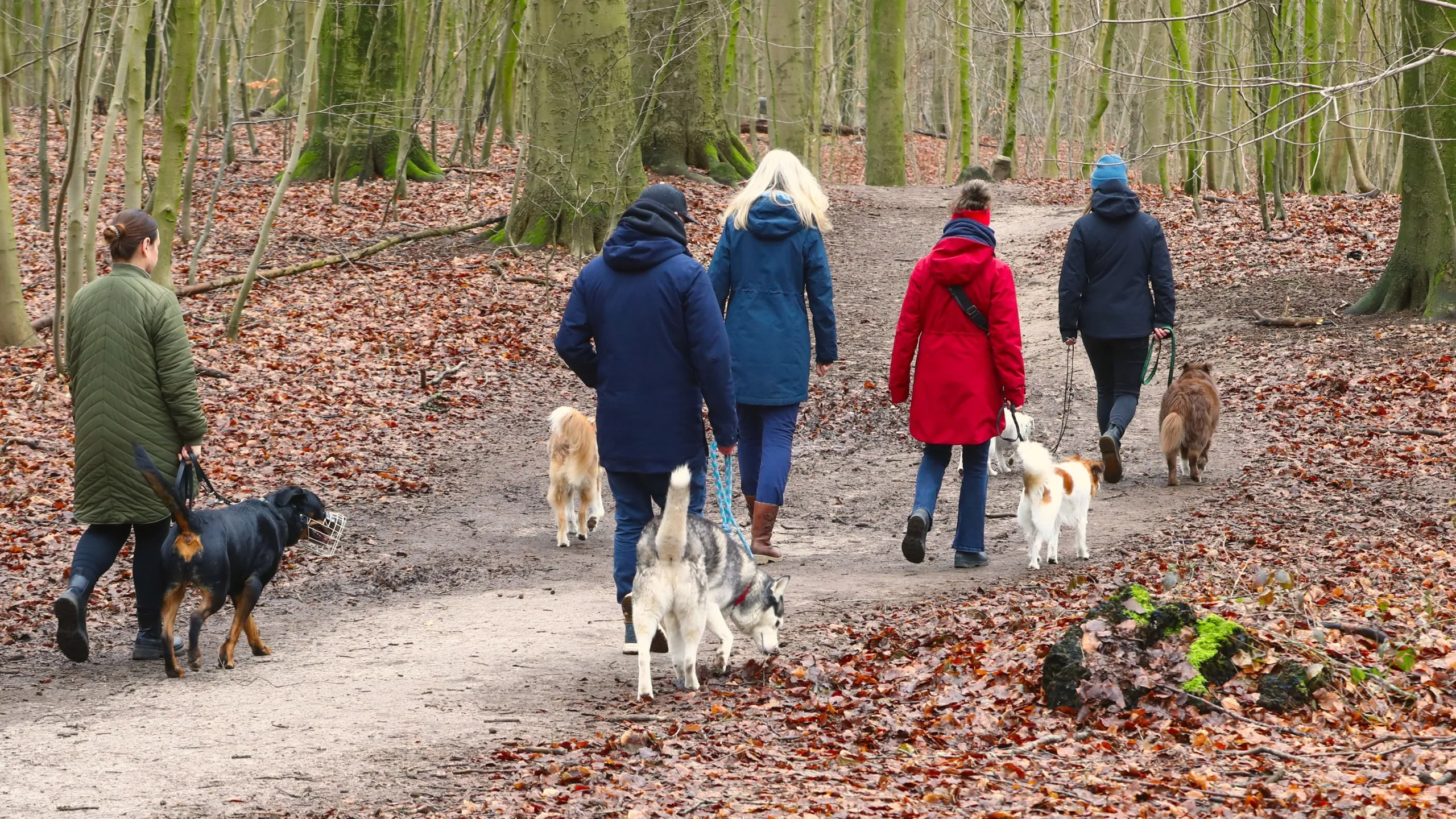 Zwei Menschen, deren Köpfe man nicht sieht, gehen mit einem Kinderwagen und einem Schäferhund an der Leine spazieren