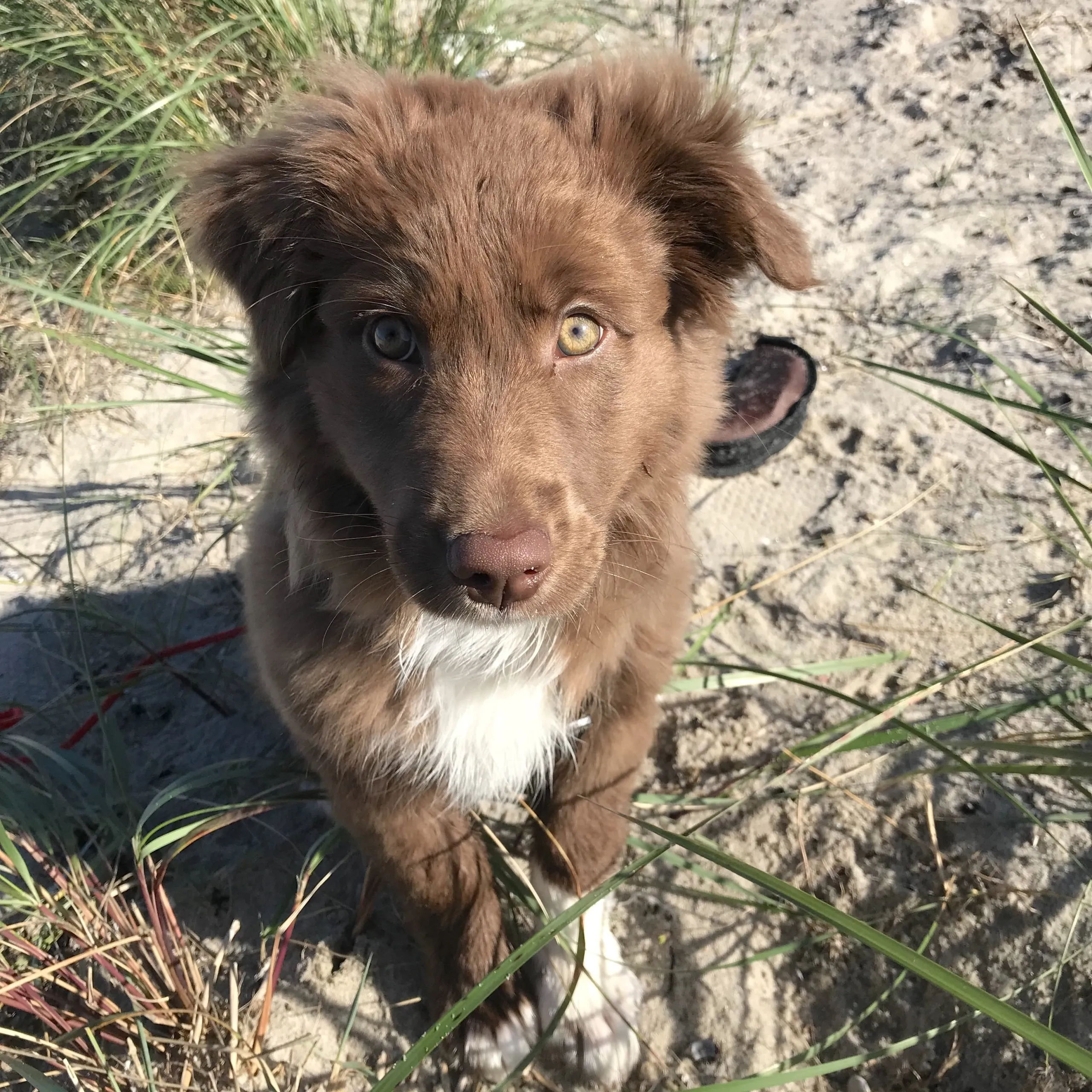 Brauner Australian-Shepherd-Welpe sitzt am Strand guckt in die Kamera