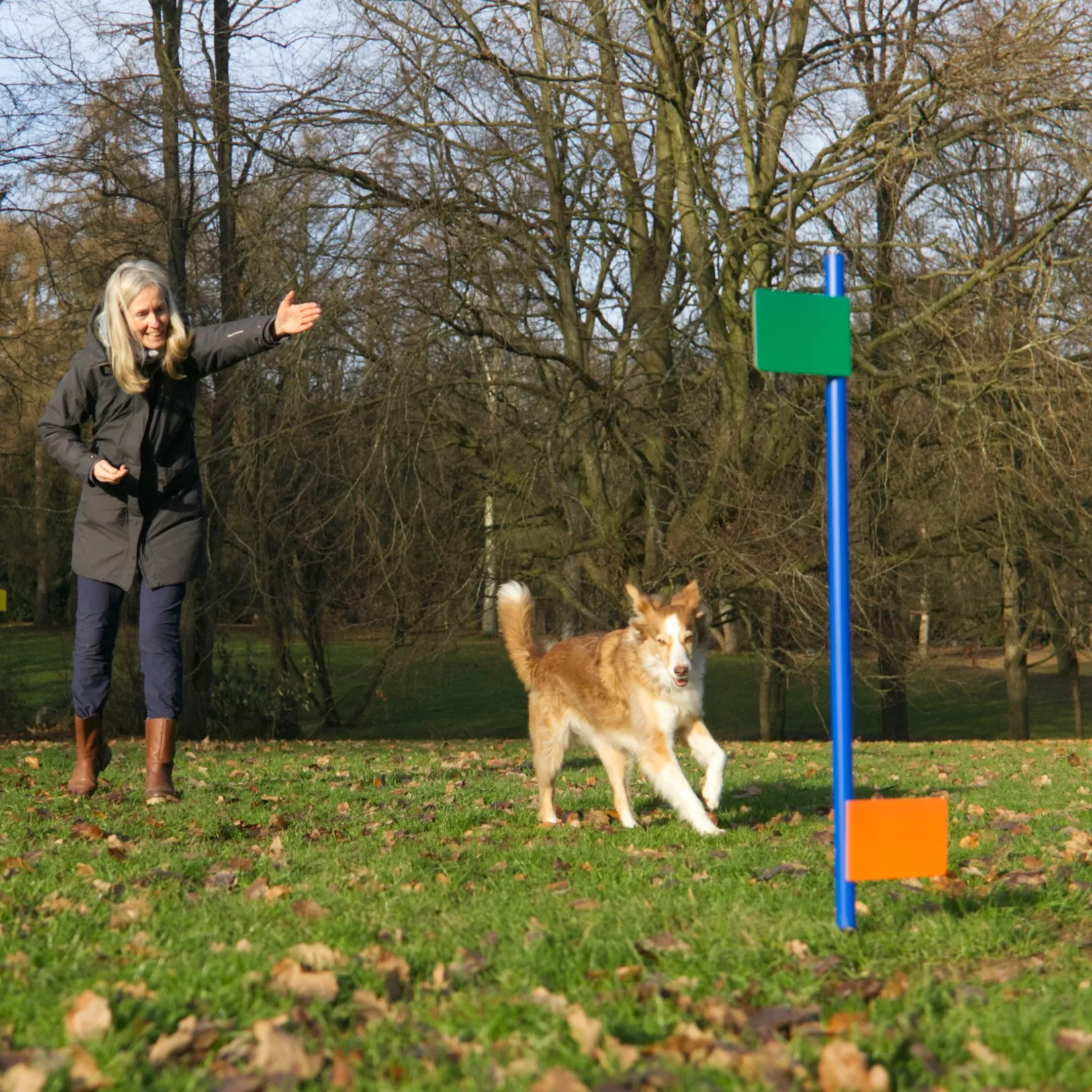 Frau schickt ihren Hütehund zu einer Stange mit Fähnchen