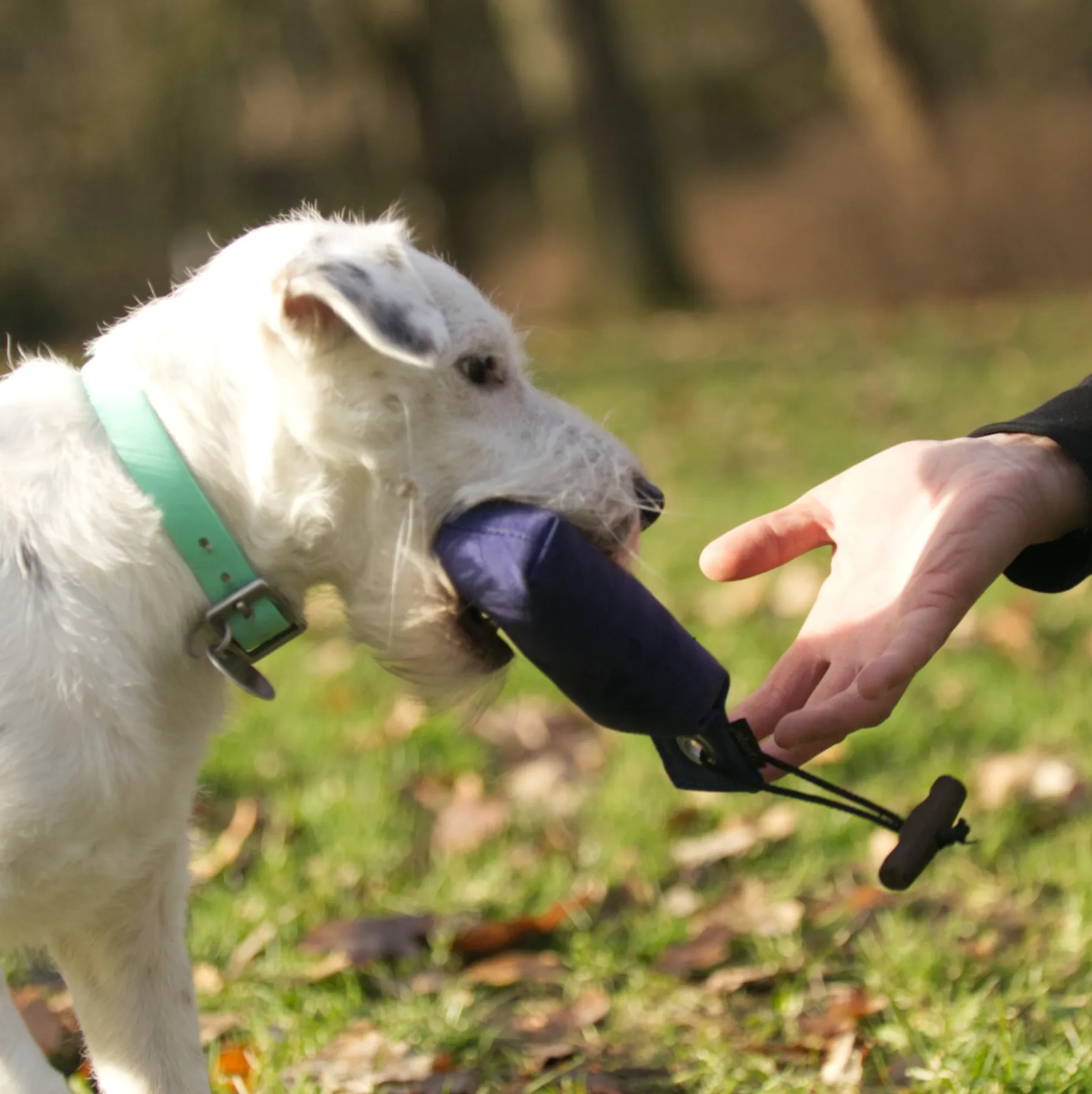 Kleiner weißer Terrier läuft um eine Stange mit einer Orangen Fahne dran