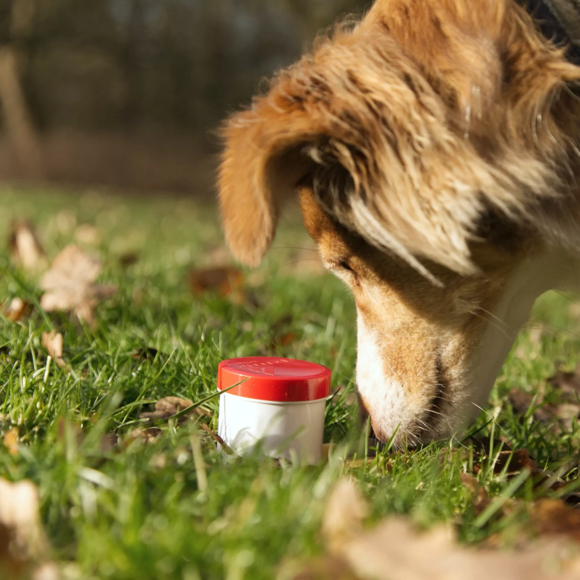 Hund zeigt Marmeladenglas an