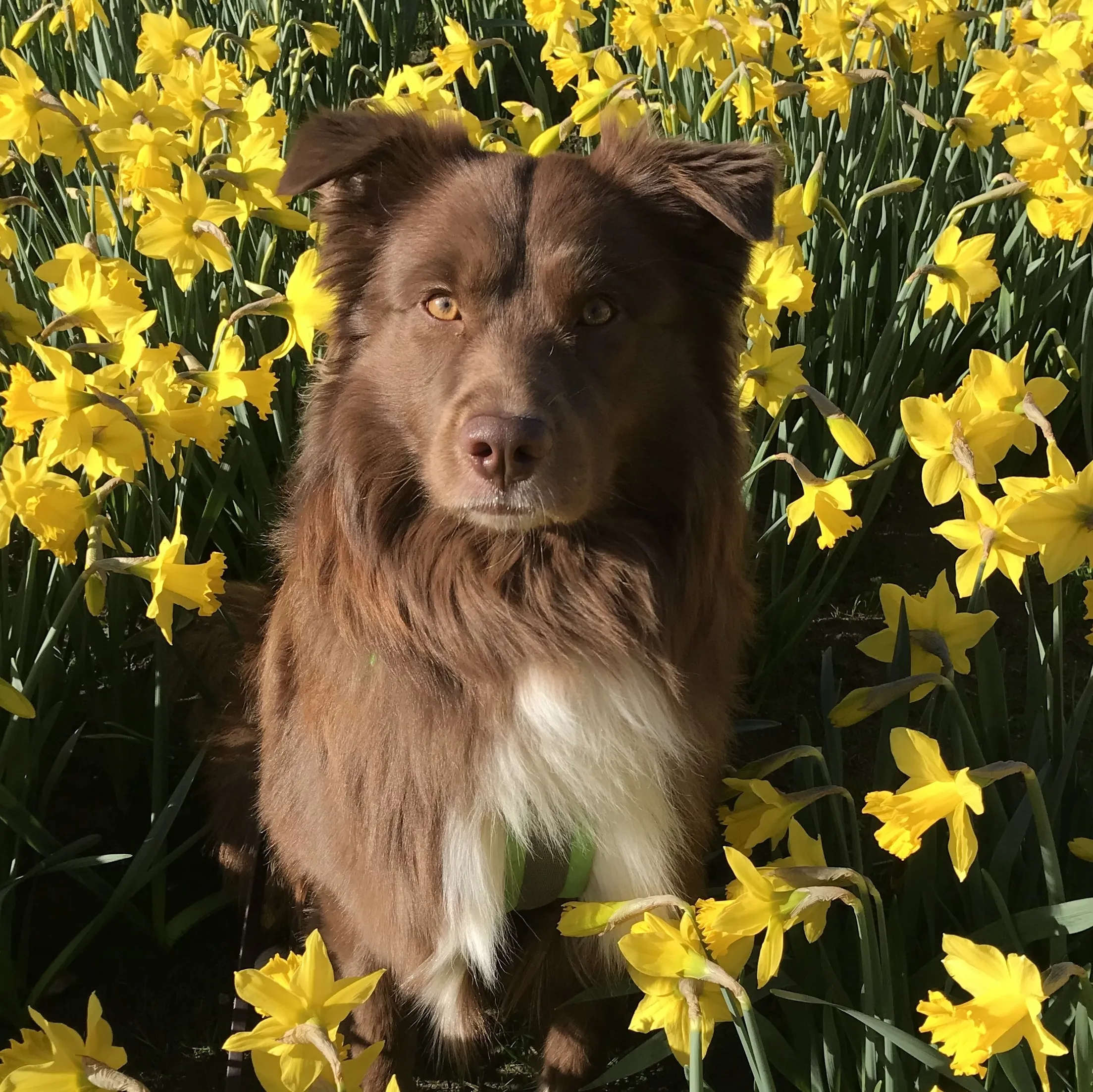 Brauner Australian Shepherd sitzt auf einer Wiese umgeben von vielen Osterglocken und guckt in die Kamera