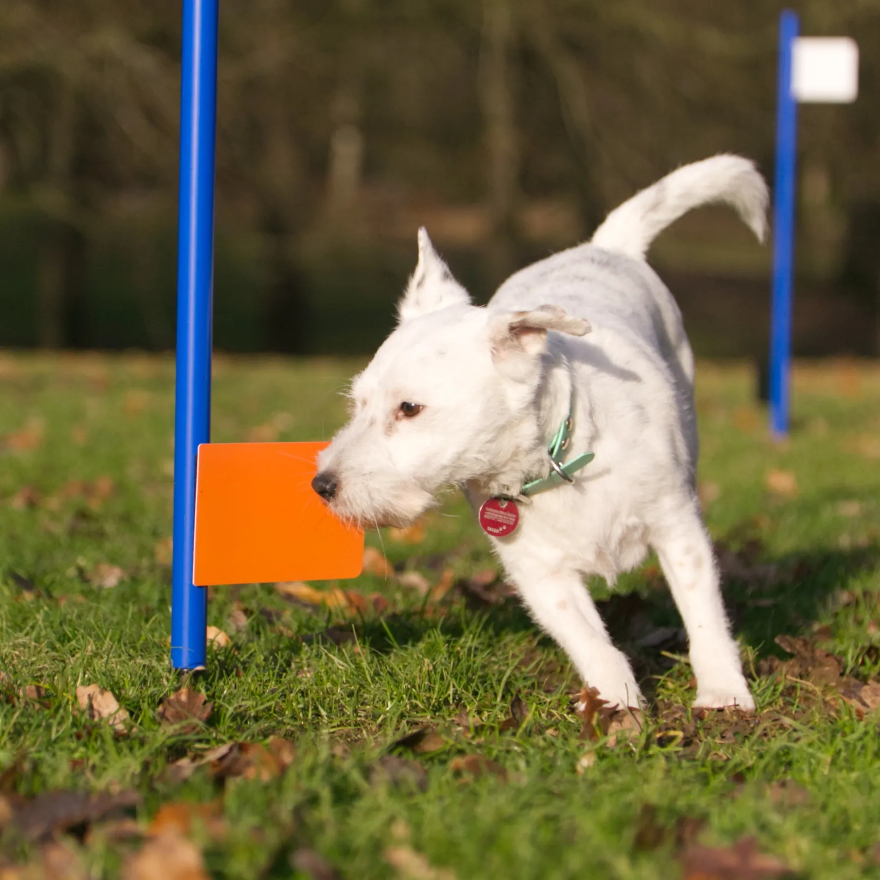 Kleiner weißer Terrier läuft um eine Stange mit einer Orangen Fahne dran