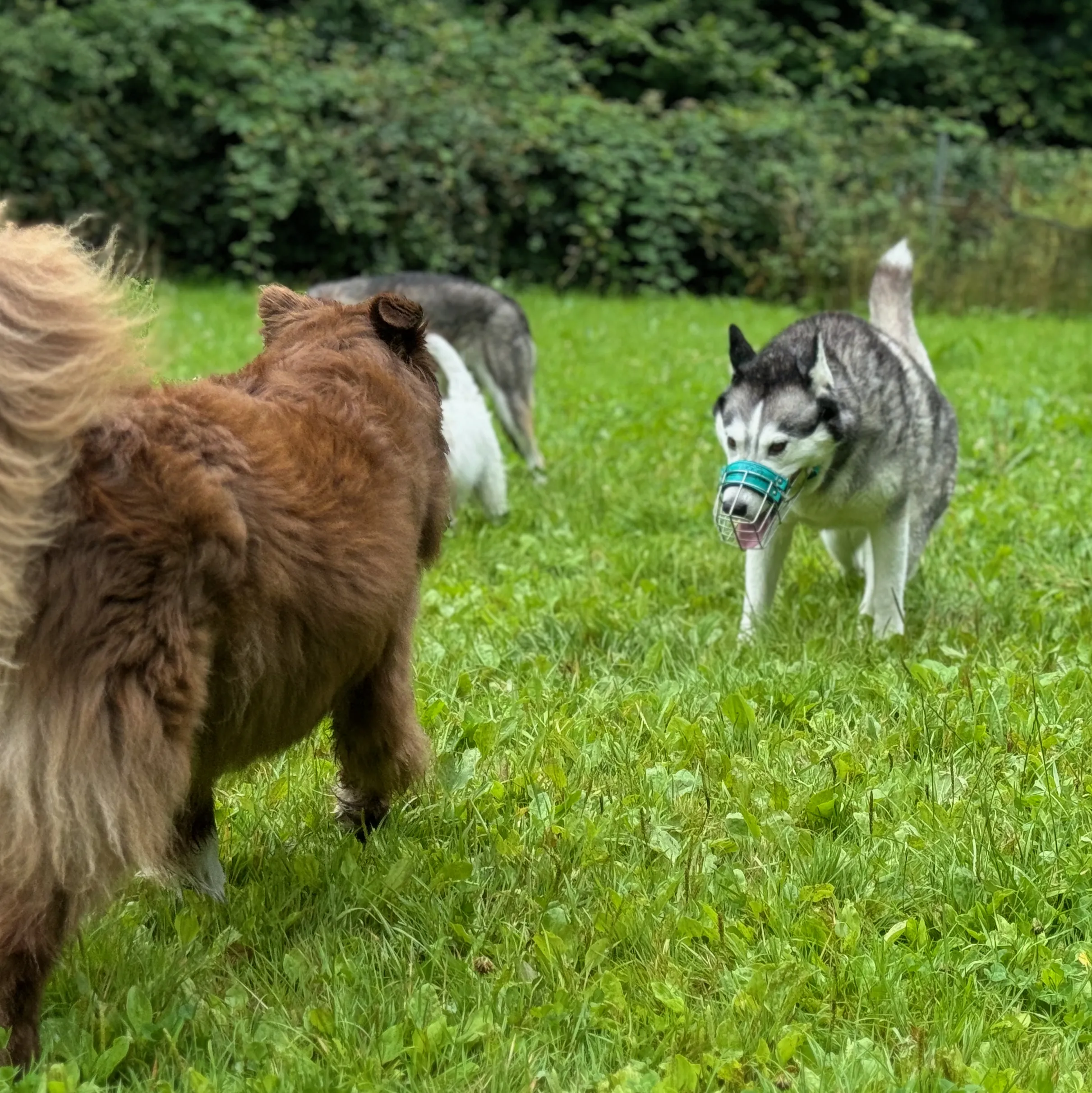 Zwei Hunde gehen auf einer Wiese frontal aufeinander zu. Ein Hund ist nur von hinten zu sehen, der zweite, ein Husky, trägt einen Maulkorb