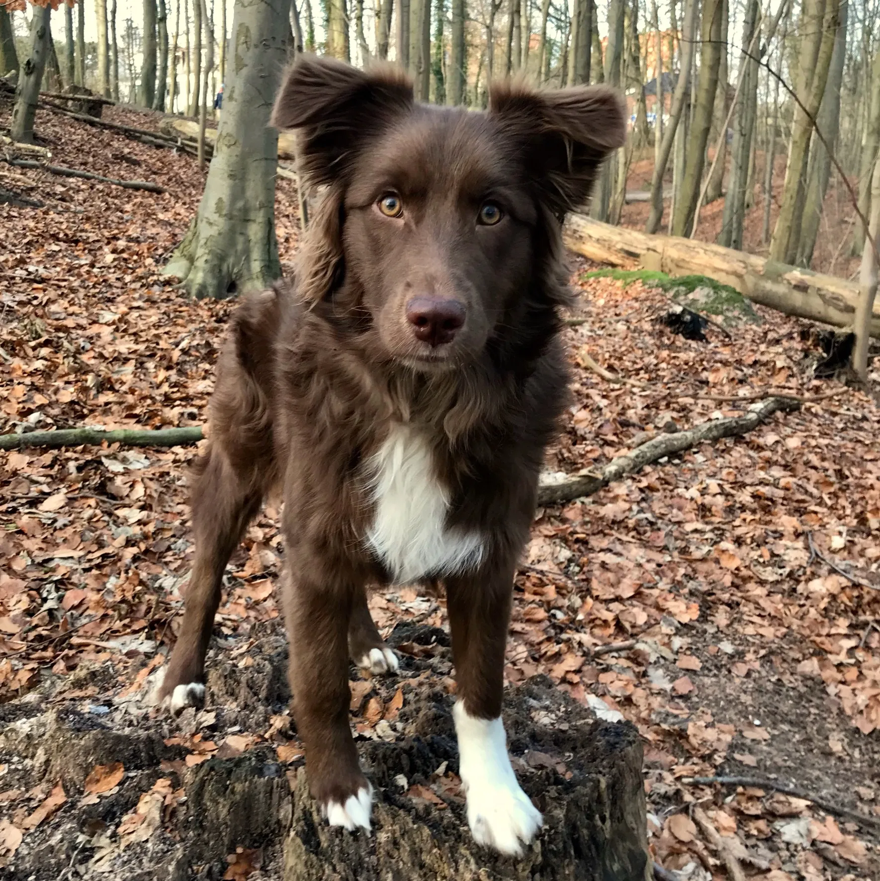 Brauner Australian Shepherd-Junghund steht auf einem Baumstumpf im Wald und guckt in die Kamera